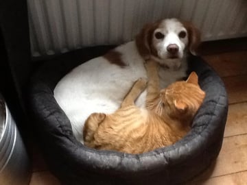 Vous avez des animaux de compagnie ? Parlons_en!