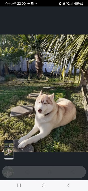 Sortie avec chien