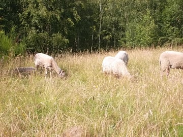 les  marcheurs