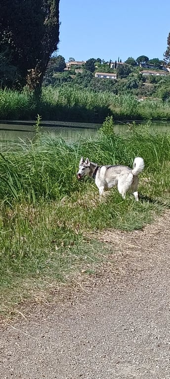 Randos / Balades canines Béziers