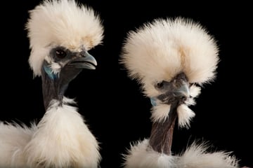 Tête à plumes