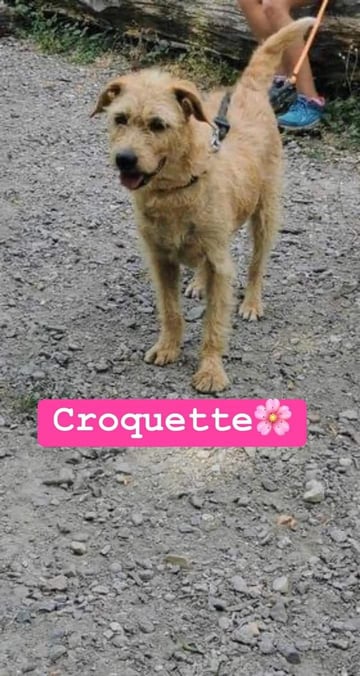 Randonnée canine avec les chiens du refuge