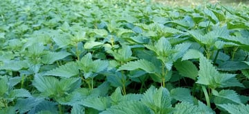 découvrir, échanger, sur les plantes à portée de main