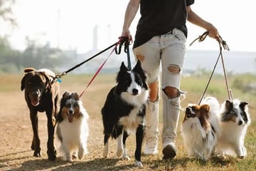 Promenade pour les toutous et leurs dog-parents !🐶
