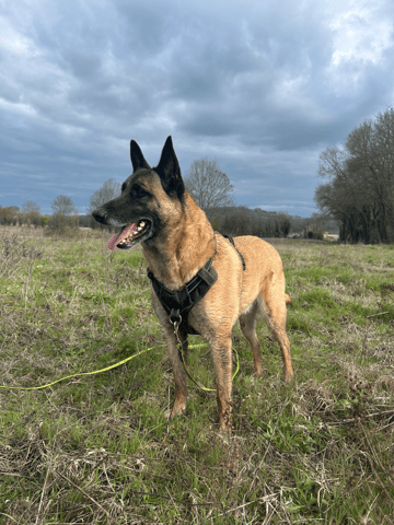Balade canine ! 