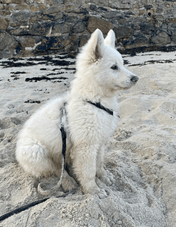 Cani balades entre potes