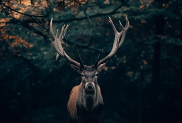 Le brame du cerf 🦌🦌🦌