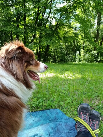 Sortie avec nos chiens