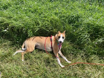Balade canine 63/03