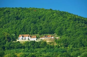 Balade en forêt 