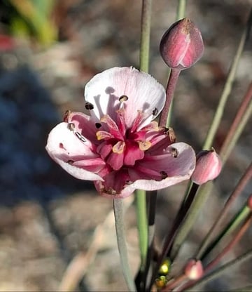 Cours de botanique au Parc de la Tête d'Or