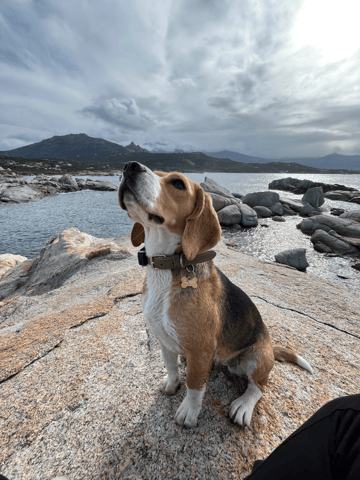 Sortie canine 