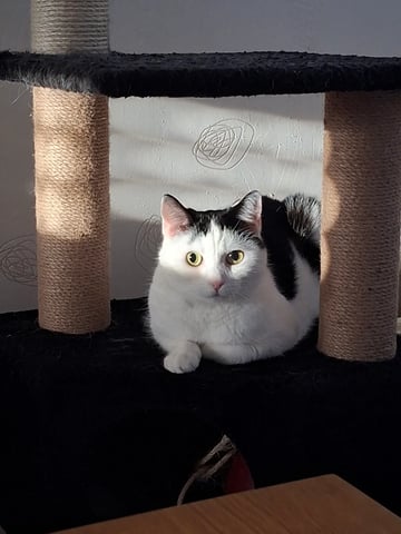 Nos amis les bêtes 