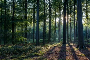 Forêt Roumare (+Abbaye St Martin de Boscherville)
