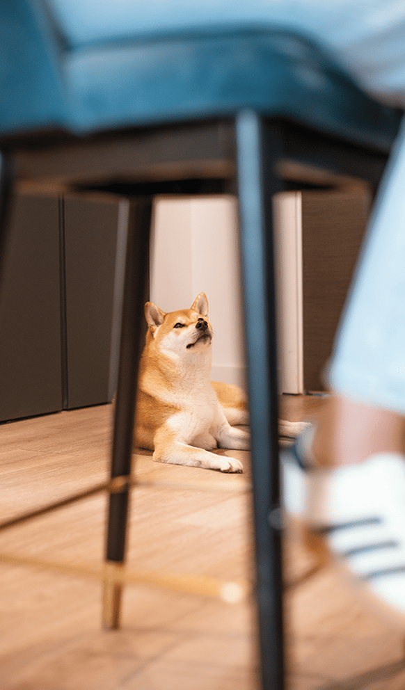 uhaus paws