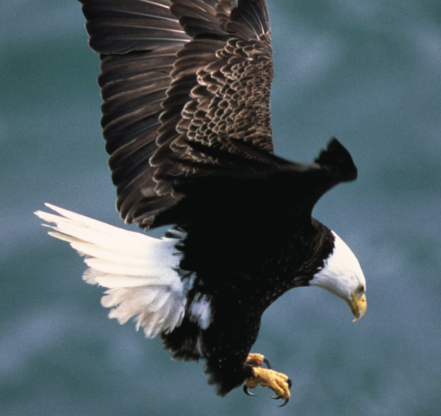 Michigan Drone Plunged to Watery Death in Eagle Attack | Courthouse News  Service