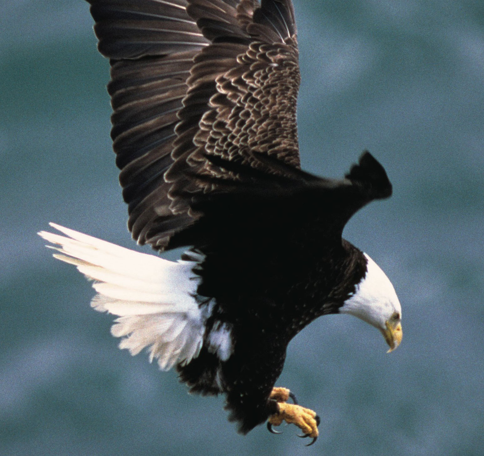 Bald eagle drone cheap