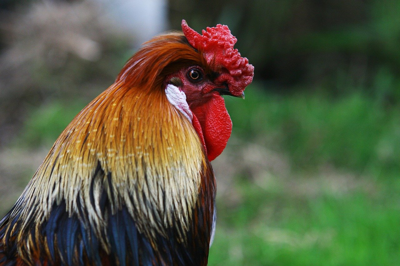 Cockfighting ban legal in Northern Mariana Islands under federal law, Ninth Circuit says