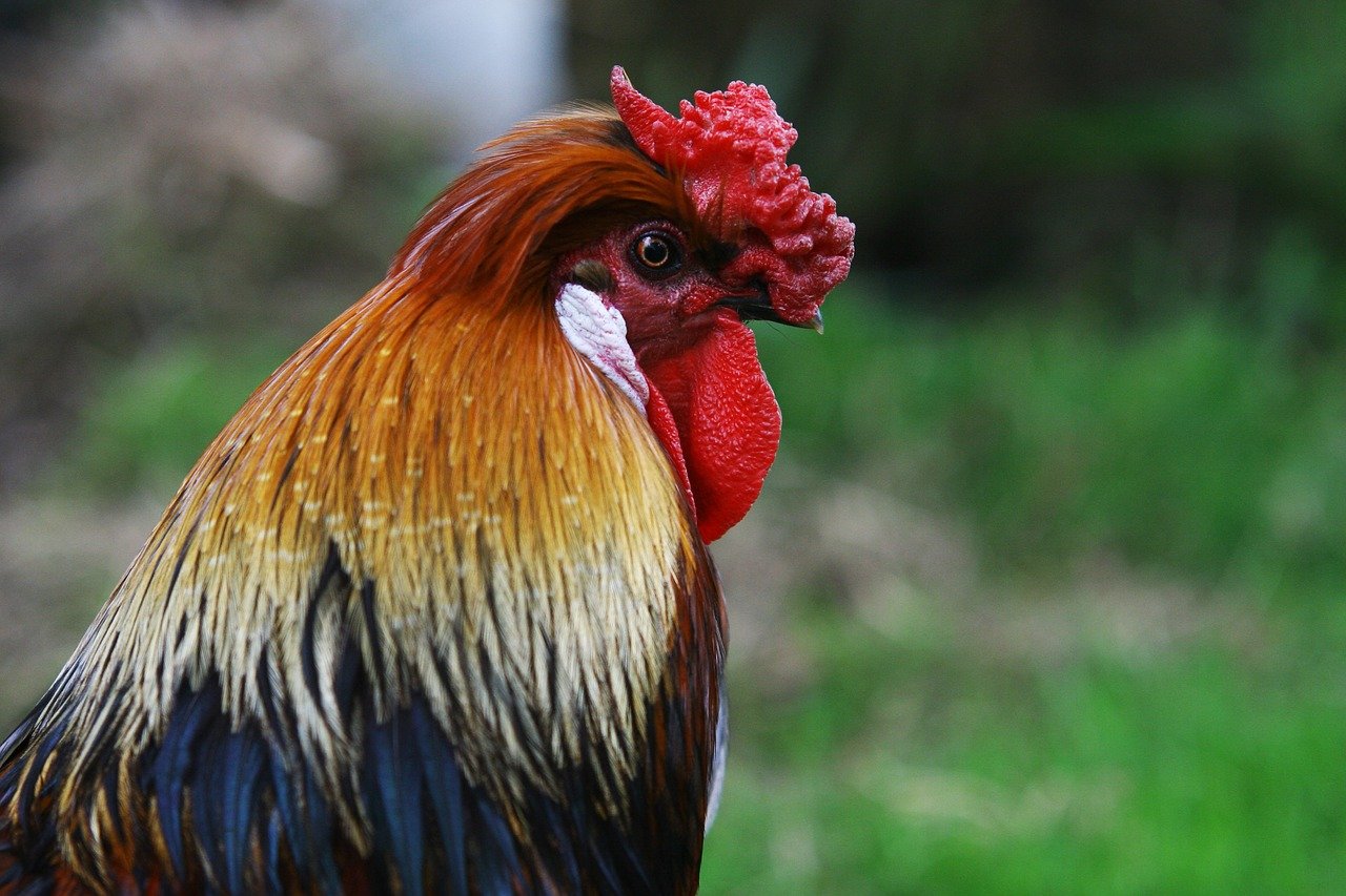 Vicious rooster ruffling feathers in small Arkansas town  The Arkansas  Democrat-Gazette - Arkansas' Best News Source