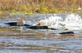 Salmon swimming upriver.
