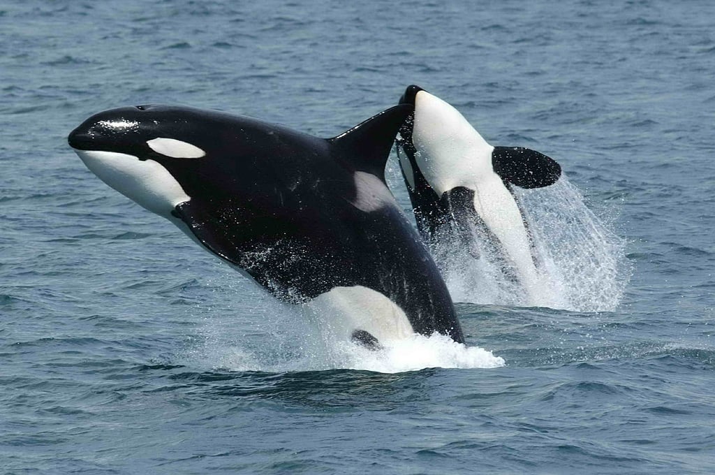 orcas in the ocean