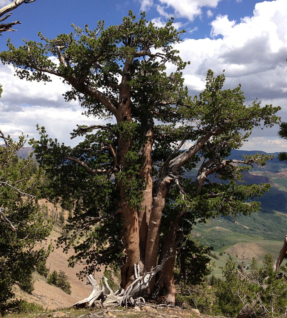 whitebark pine tree