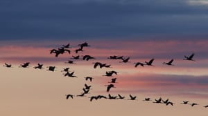 Migratory birds in formation