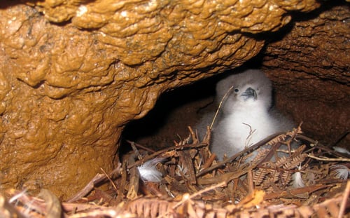 Kauai's Newell's Shearwater population is in trouble, according to the results of a new study. (A. Raine)