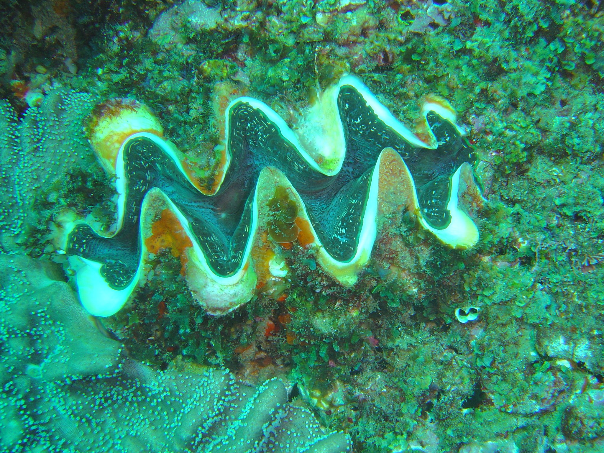Seven Species of Giant Clam on Deck for Federal Protection