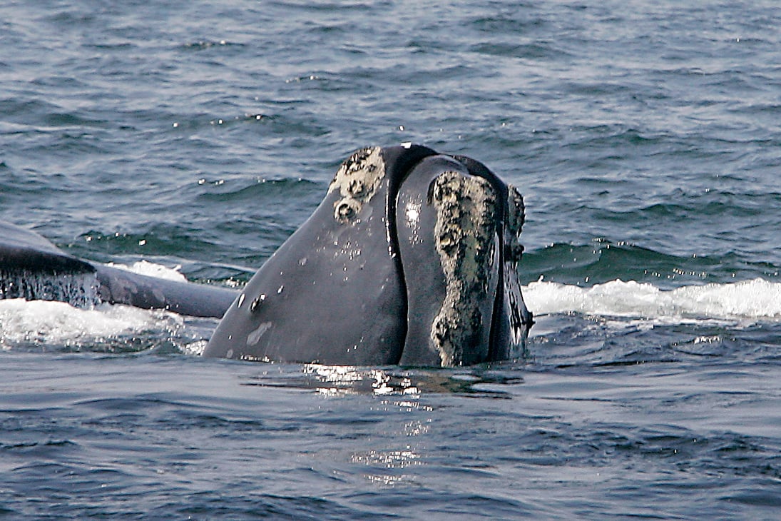 LegalWireDaily — Monterey Bay Aquarium off the hook in Maine lobstermen lawsuit