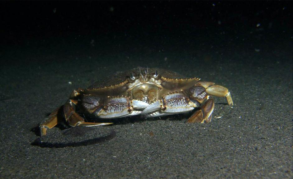 Commercial Dungeness crab fishing can commence in California's far north