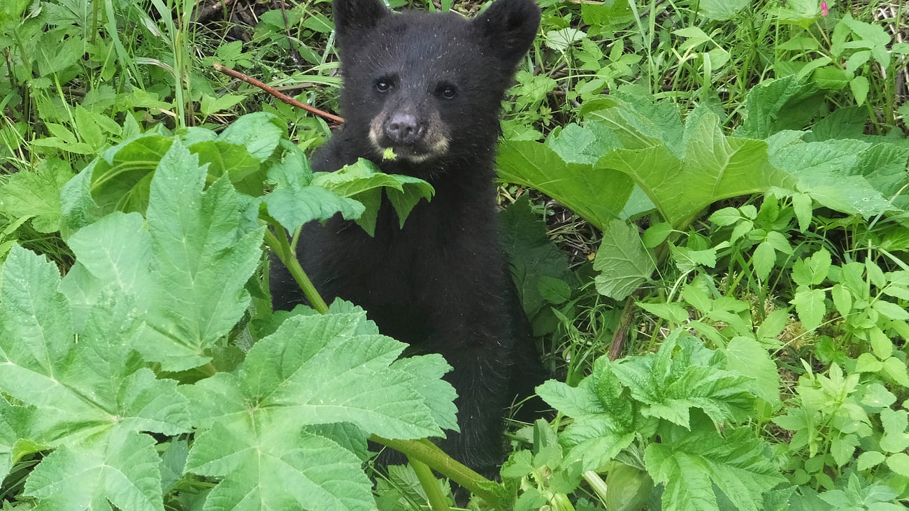 LegalWireDaily — Alaska clear to proceed with bear killing program