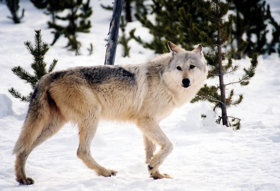 WDFW Responds To Inslee's Kettle Range Wolf Management Request 