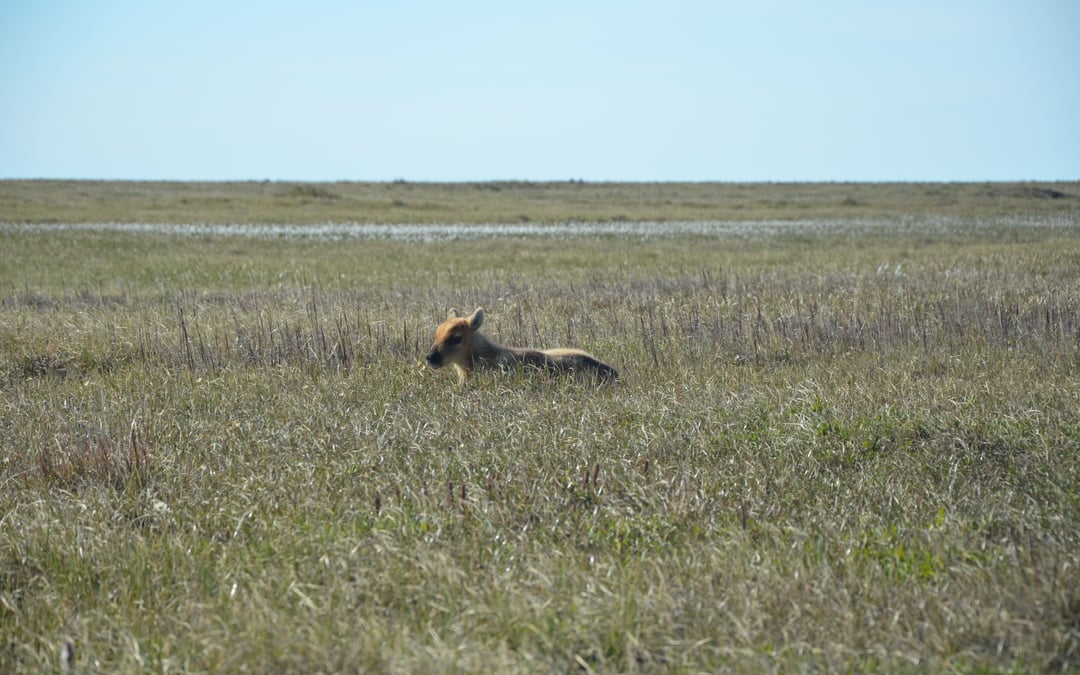 Arctic drilling can proceed as judge sides with oil giant over tundra protections