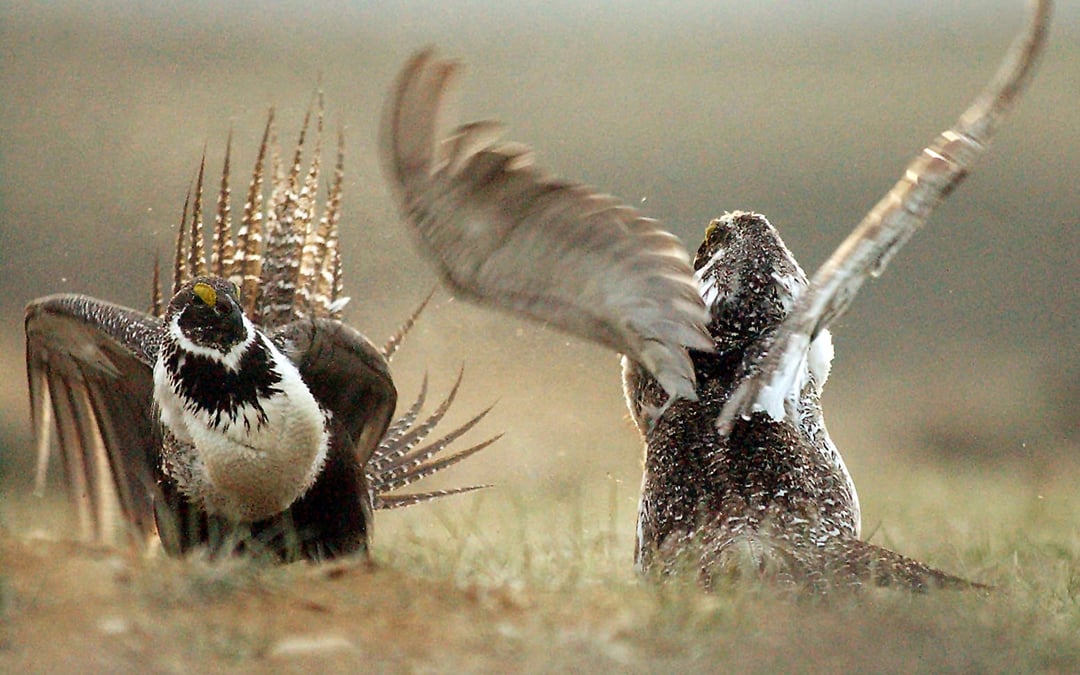 Oregon conservationists fight to keep cattle out of sage grouse study areas