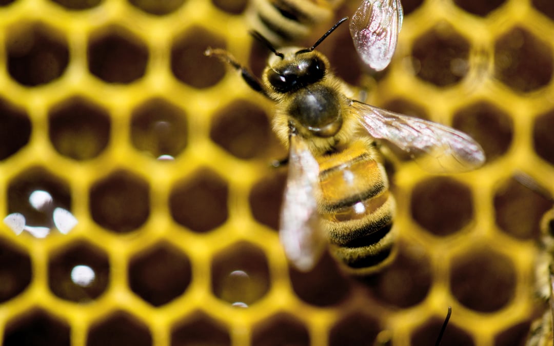 Study: Bees change their diets to balance nutrients
