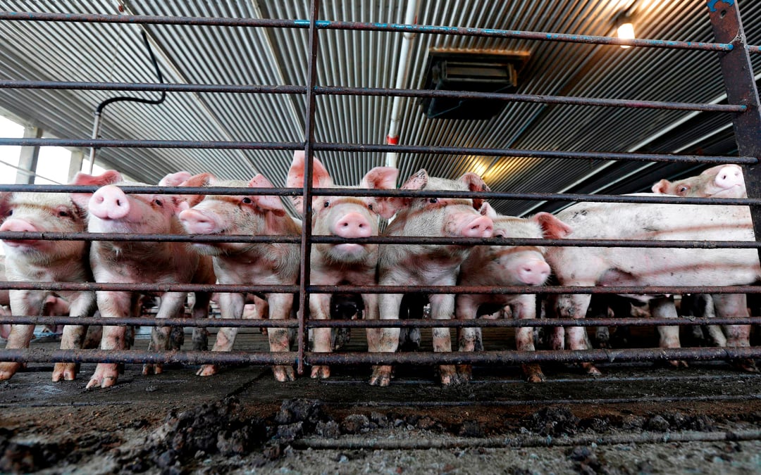 Animal rights groups challenge USDA pig slaughter rules at Second Circuit