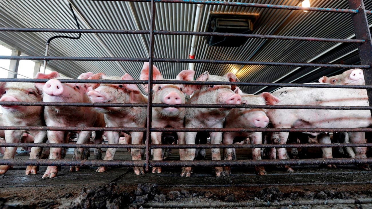 Iowa penalty for animal rights activists who record protests upheld at Eighth Circuit