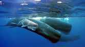 Sperm Whale near Spain