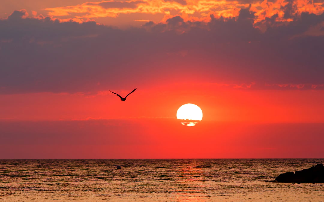 With fish stocks facing collapse, EU proposes slashing Baltic Sea quotas