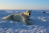 A polar bear lounges on sea ice.