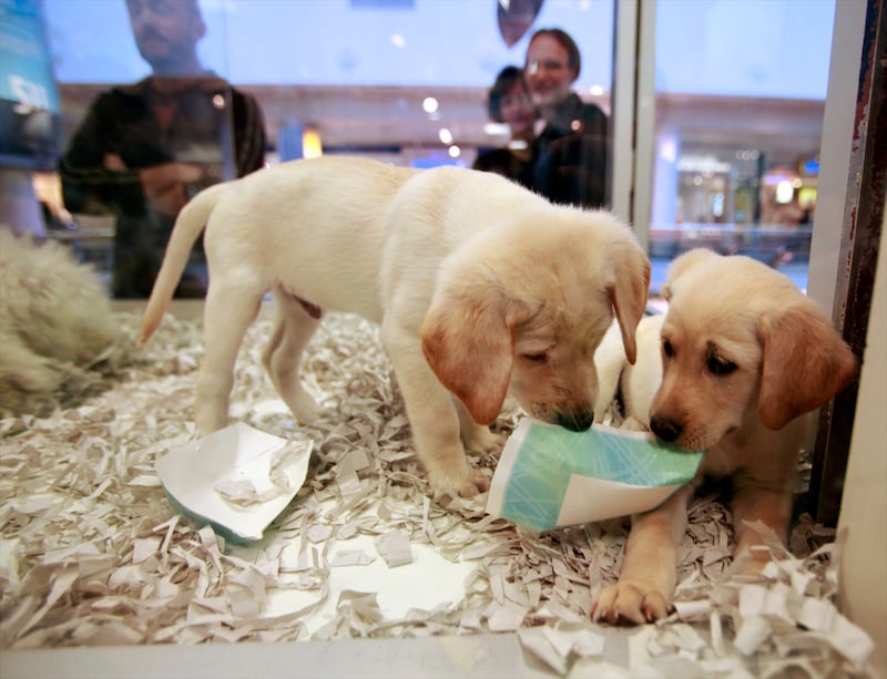 Pet store dogs for sale deals