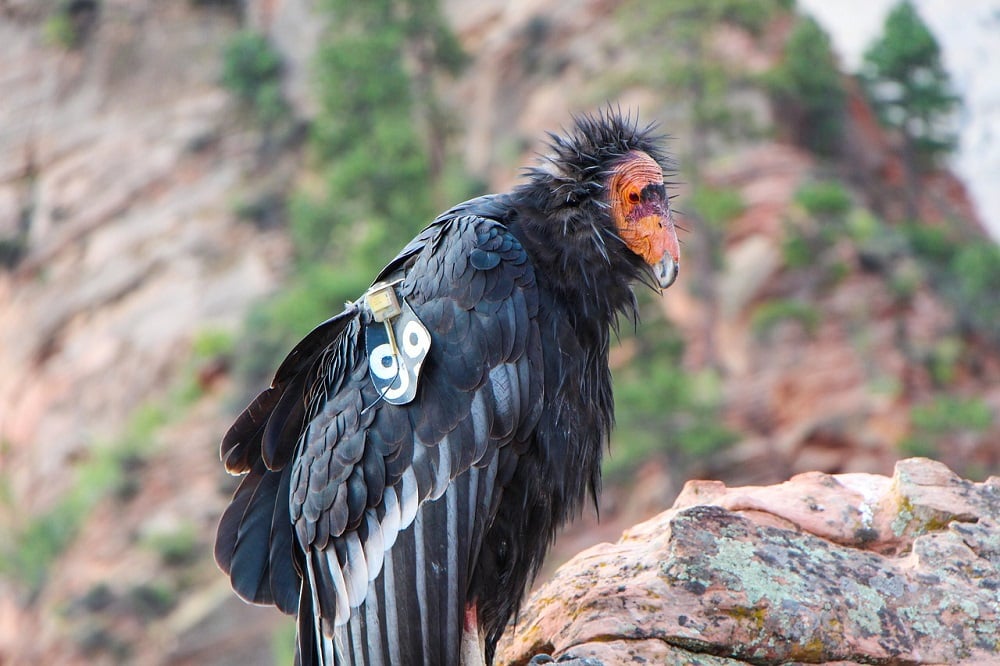 Feds Sued Over Approval of Logging Project in California Condor Habitat