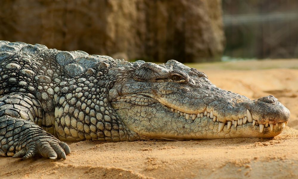 No Takers for Indonesia's 'Pluck a Tire Off the Croc' Contest | Courthouse  News Service