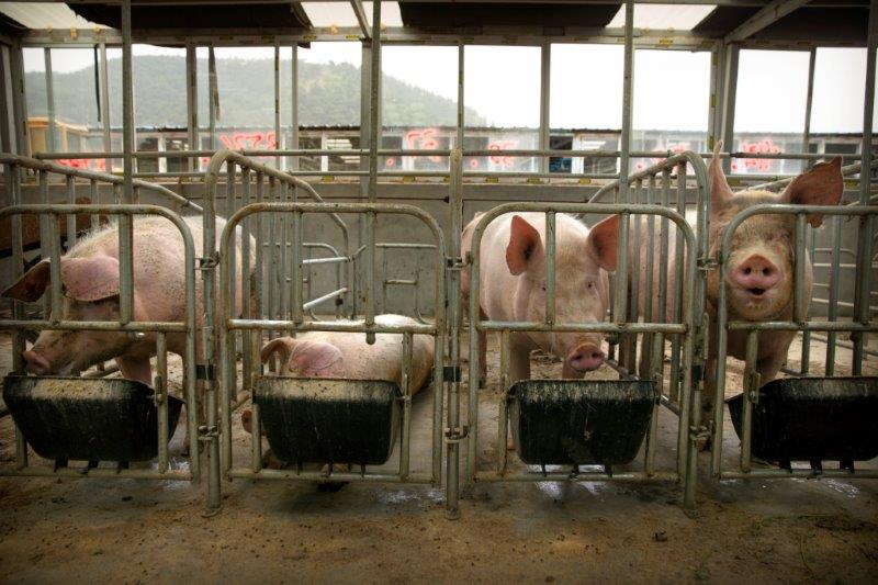 Second Circuit upholds USDA slaughterhouse inspection protocol over animal rights challenge