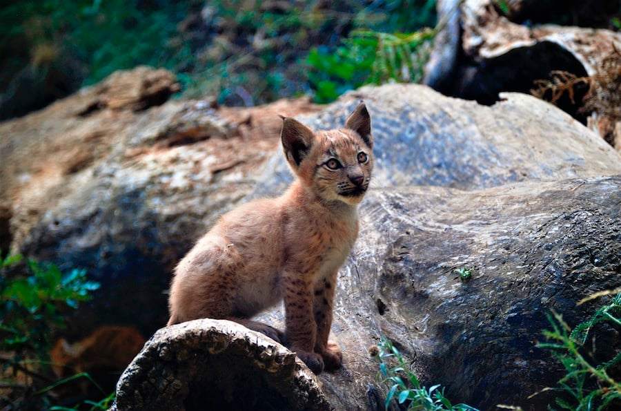 Lynx  The Nature Conservancy