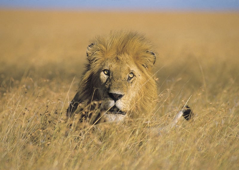 South African courthouse exterior