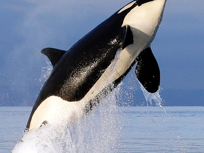 Extict Orca Another Endangered Northwest Orca Missing, Feared Dead | Courthouse ...