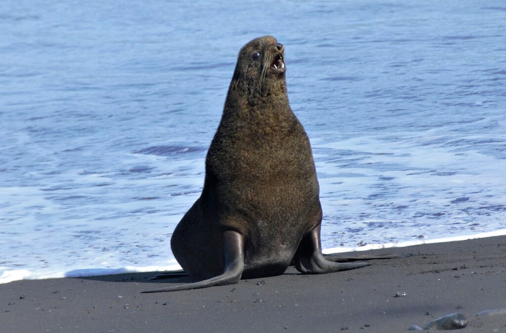 Ninth Circuit wrestles with scope of arctic seal protections