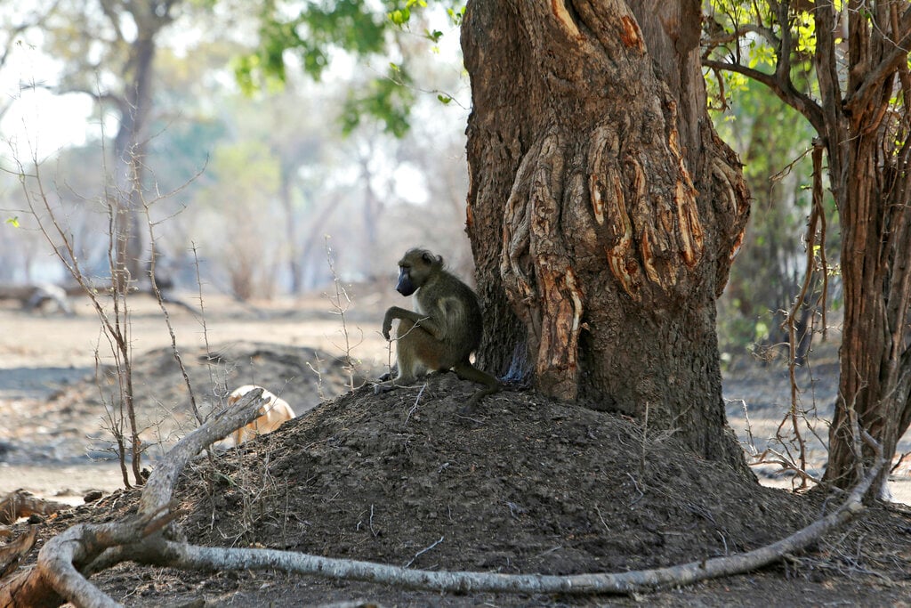 Image from article